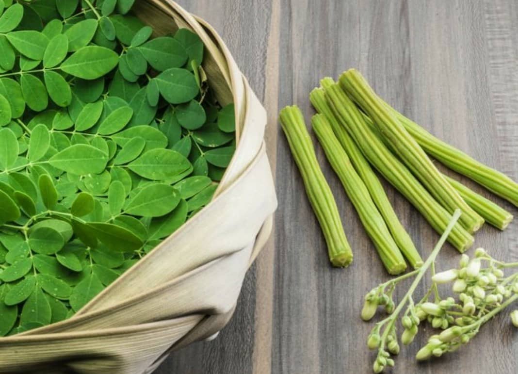 Moringa Powder: Benefits, Uses, and Why This "Miracle Tree" Supplement Is Worth the Hype HerbalRise